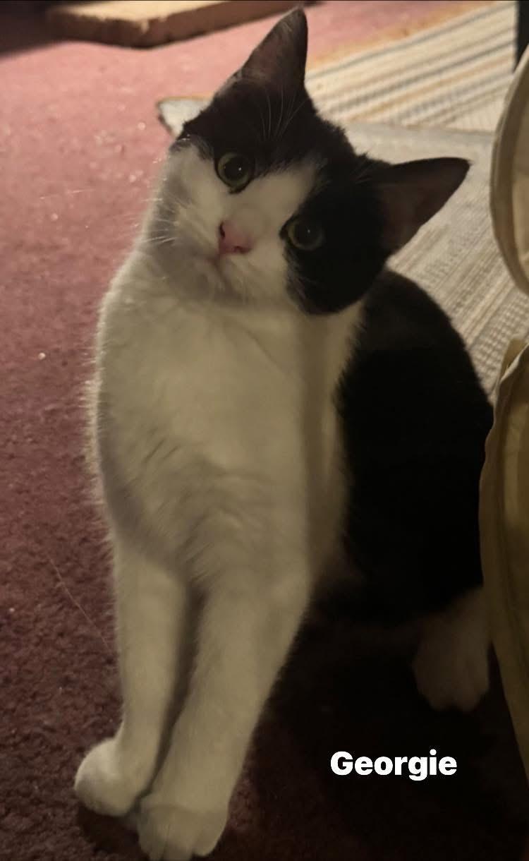 Enlarge Georgie, a ADOPTABLE Domestic Short Hair in Turnersville, NJ image 3/3