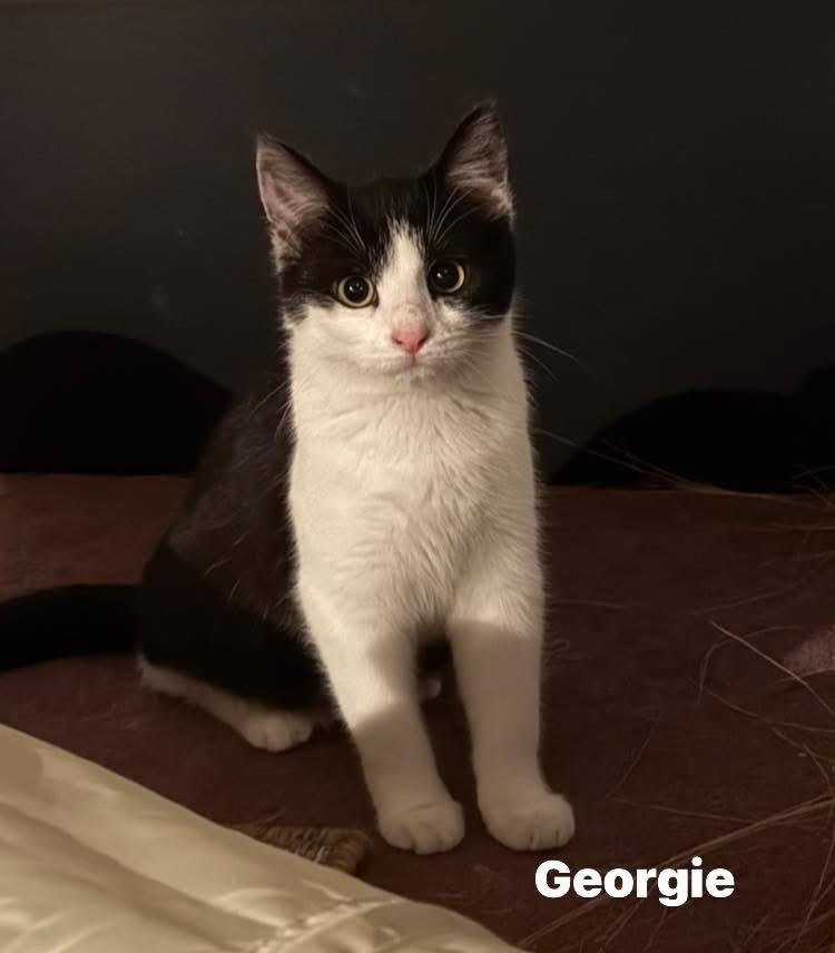 Enlarge Georgie, a ADOPTABLE Domestic Short Hair in Turnersville, NJ image 1/3