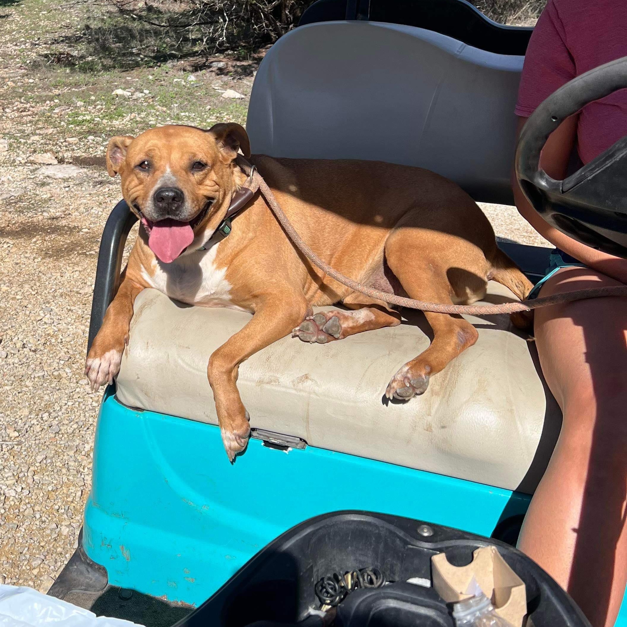 Ginger — thumbnail 3