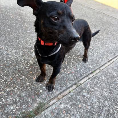 Dante ( 14 lbs, friendly, affectionate, house trained), Adopted, Young Male Miniature Pinscher.