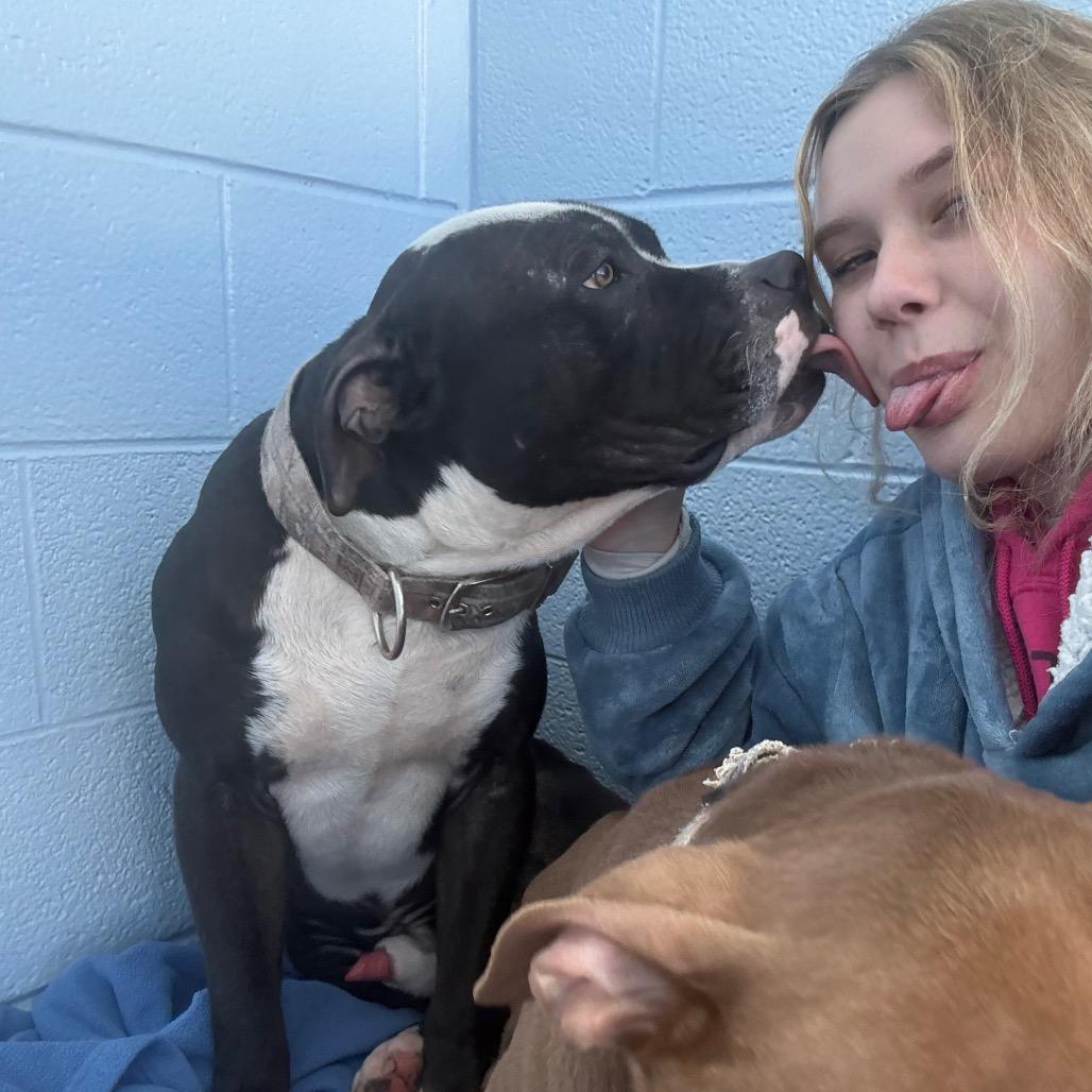 Mike, a Adoptable Pit Bull Terrier in Martinsville, VA image 1/6