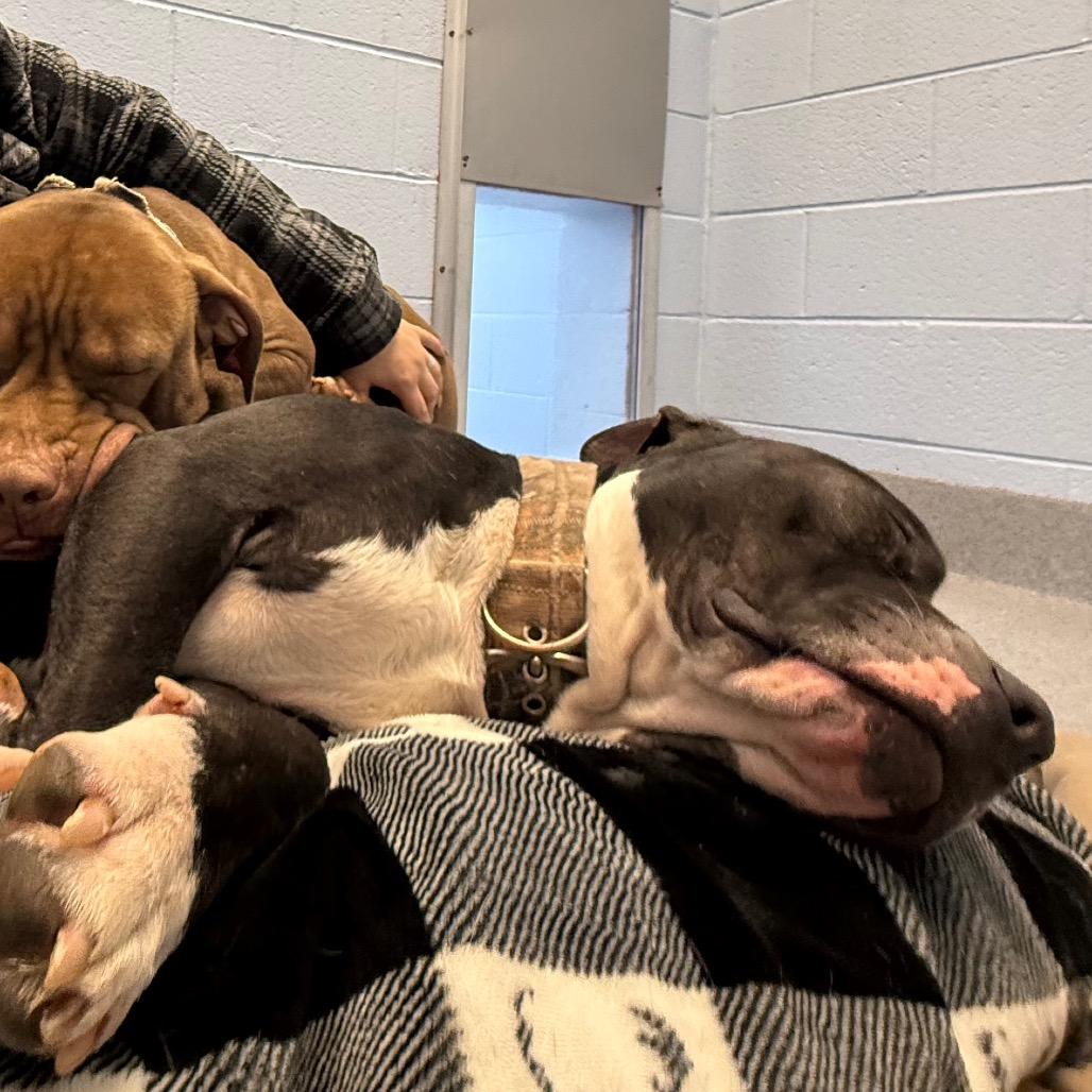 Mike, a Adoptable Pit Bull Terrier in Martinsville, VA image 2/6