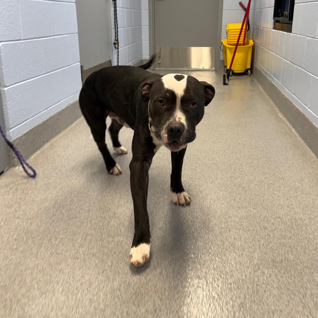 Mike, a Adoptable Pit Bull Terrier in Martinsville, VA image 3/6