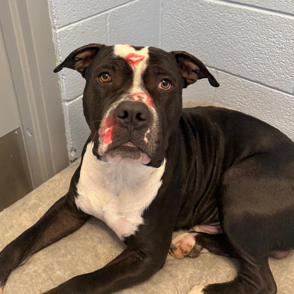 Mike, a Adoptable Pit Bull Terrier in Martinsville, VA image 4/6
