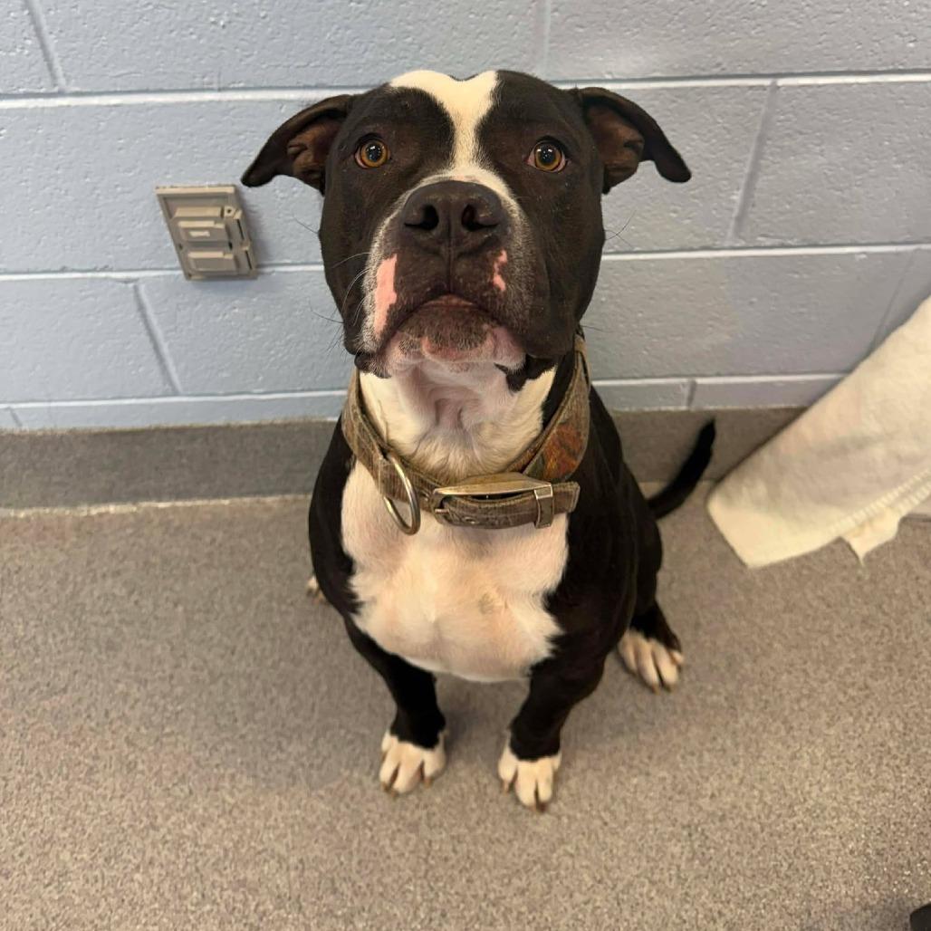 Mike, a Adoptable Pit Bull Terrier in Martinsville, VA image 6/6
