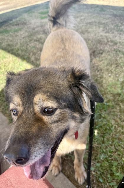 Coco, a Adoptable mixed breed in Lewisville, TX image 1/3