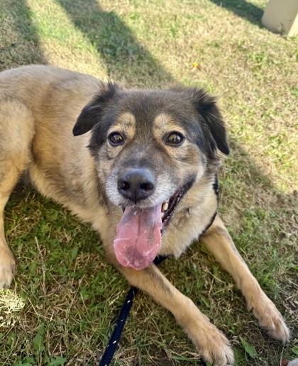 Coco, a Adoptable mixed breed in Lewisville, TX image 2/3