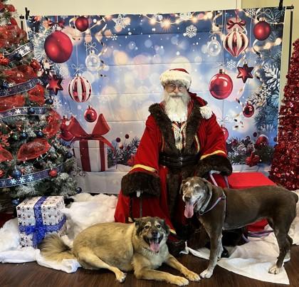 Enlarge Coco, a Adoptable mixed breed in Lewisville, TX image 2/3