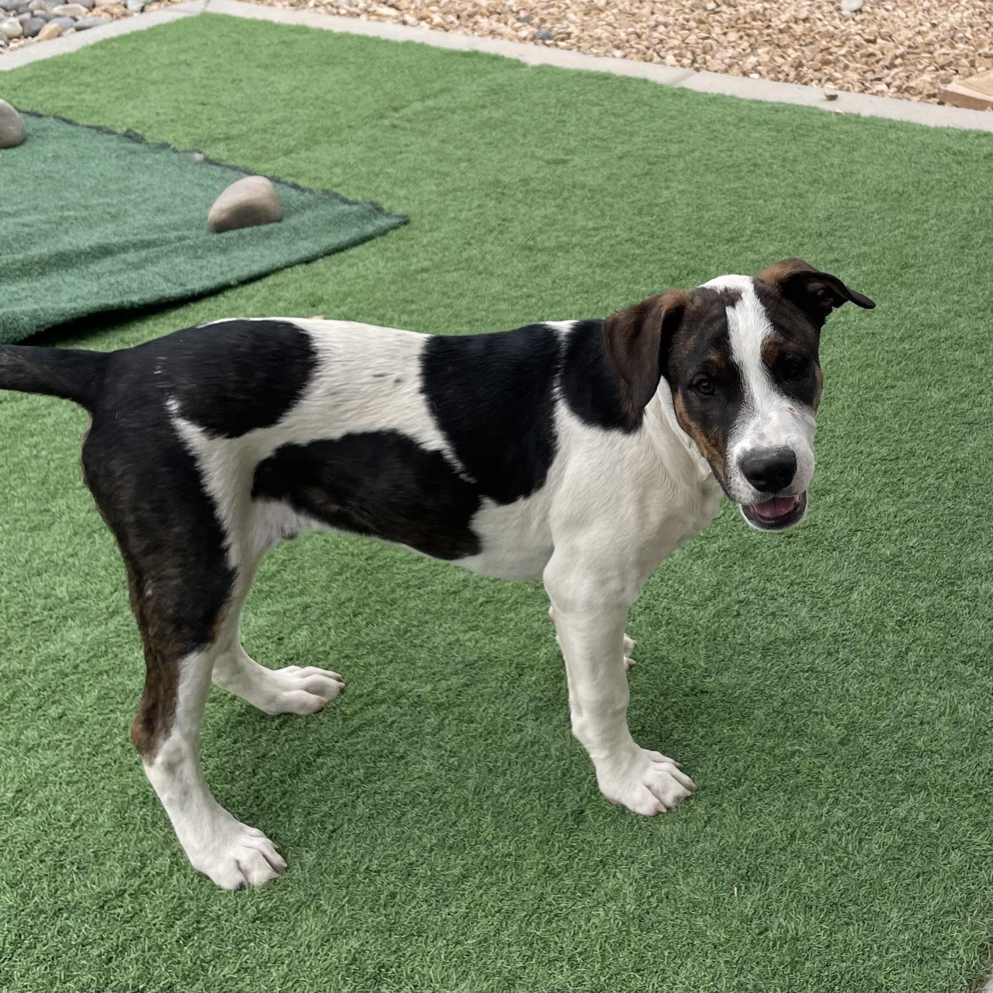 Enlarge Peter Parker, a Adoptable mixed breed in Rio Rancho, NM image 1/1