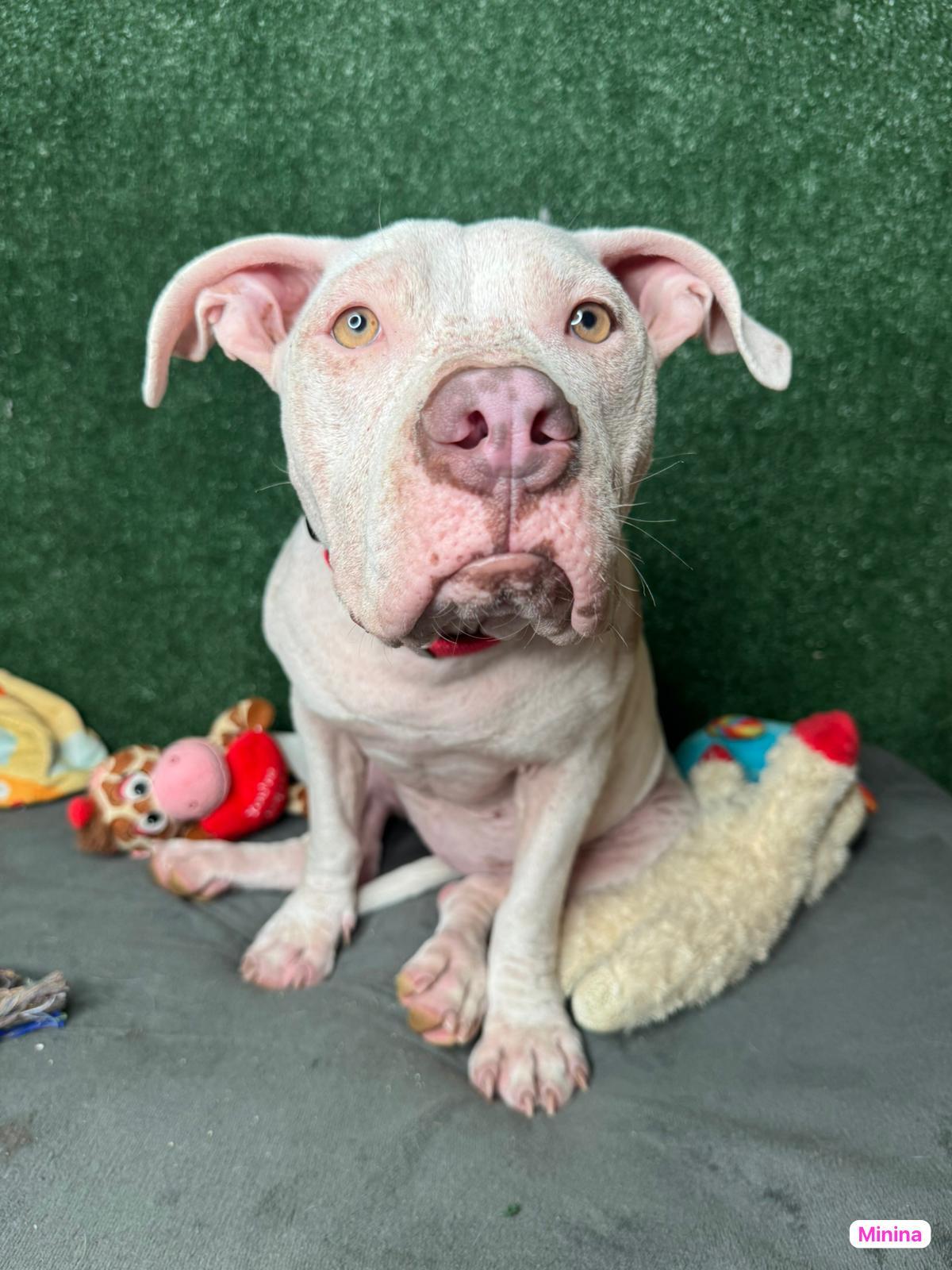 Enlarge Minina , a Adoptable mixed breed in RIDGEFIELD, CT image 4/4