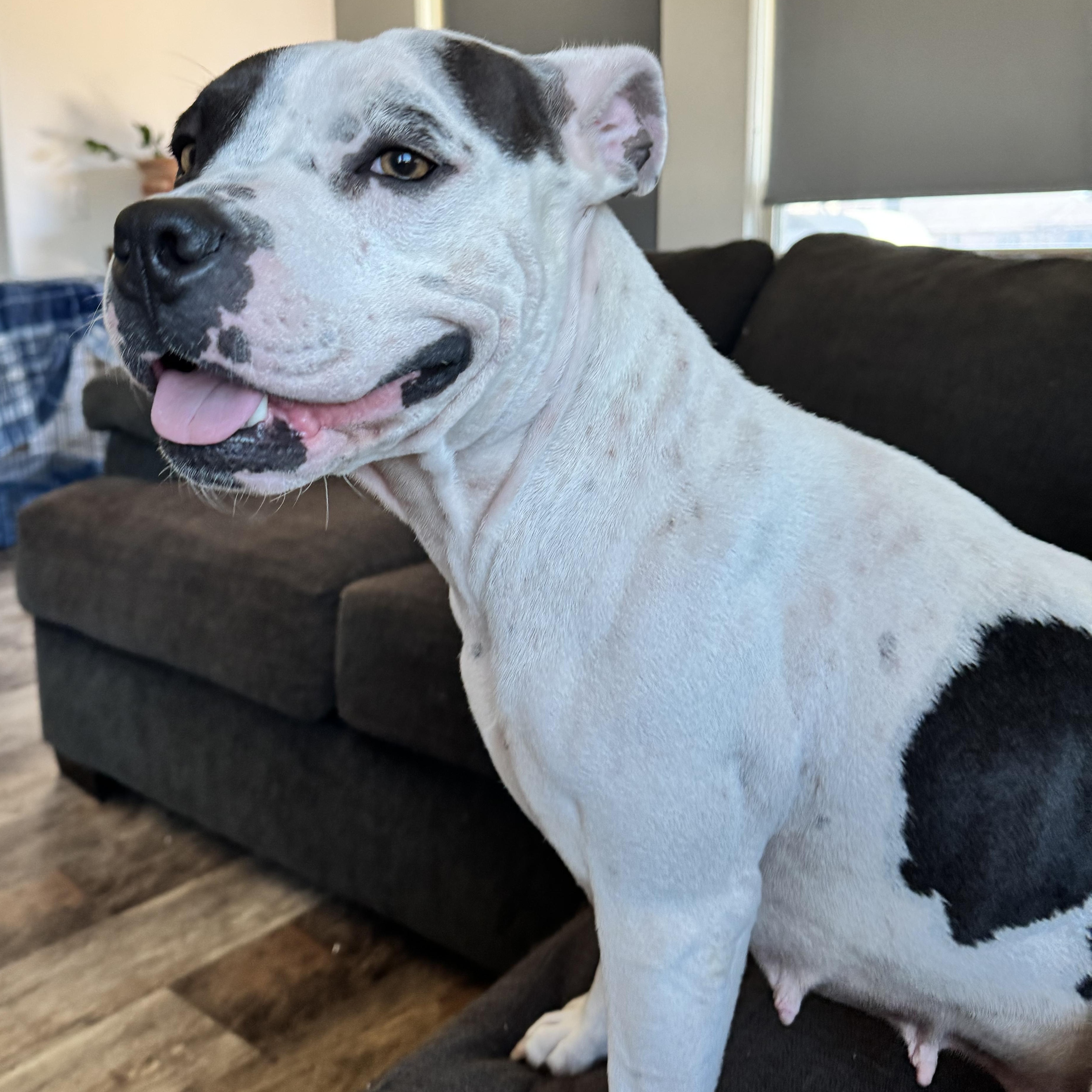 Enlarge Penelope, a Adoptable mixed breed in Latham, NY image 5/6