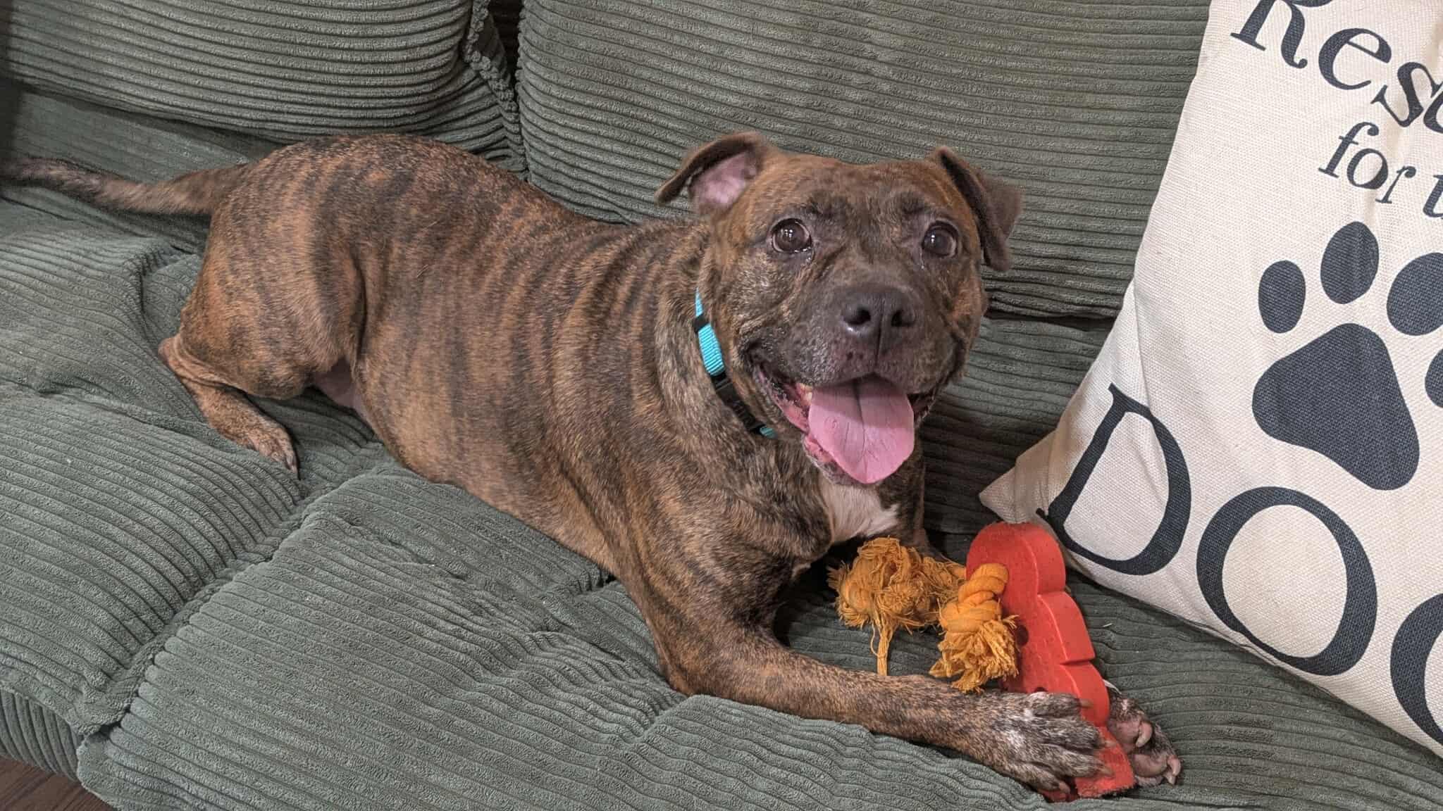 Peta, adopted, Young Female Bulldog.