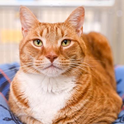 Riggs in Maine, ADOPTABLE, Senior Male Domestic Short Hair.
