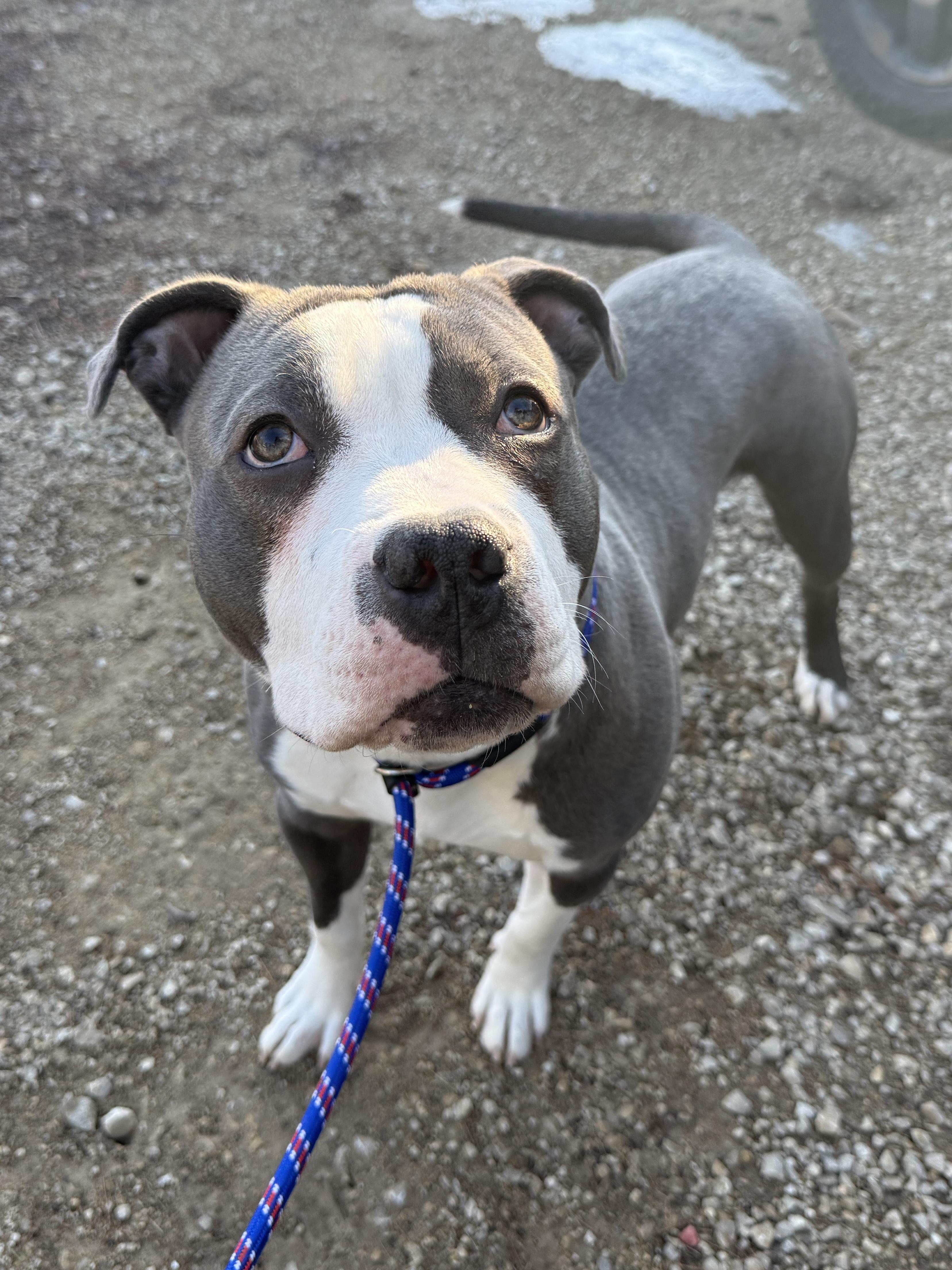 Goober, adopted, Young Male Pit Bull Terrier.