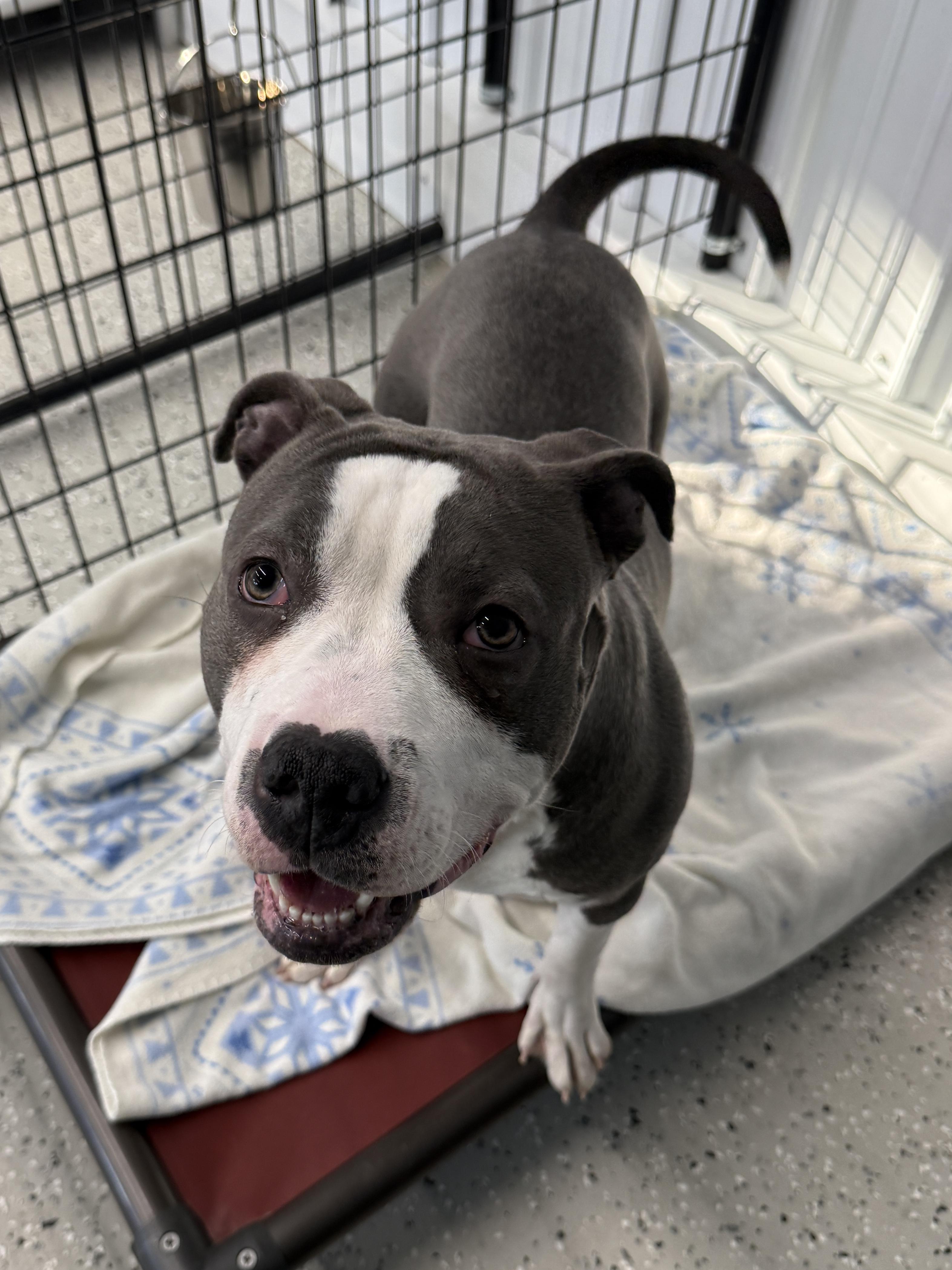 Enlarge Goober, an adopted mixed breed in Wautoma, WI image 2/2