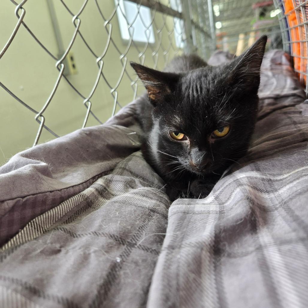 Kiri, Adoptable, Young Female Domestic Short Hair.