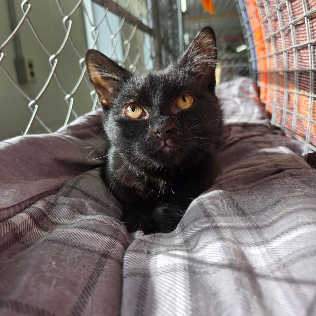 Enlarge Kiri, a Adoptable Domestic Short Hair in East Smithfield , PA image 2/6