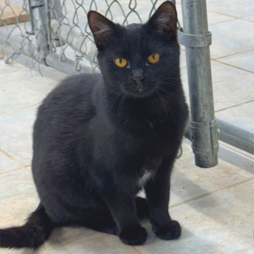 Enlarge Kiri, a Adoptable Domestic Short Hair in East Smithfield , PA image 3/6