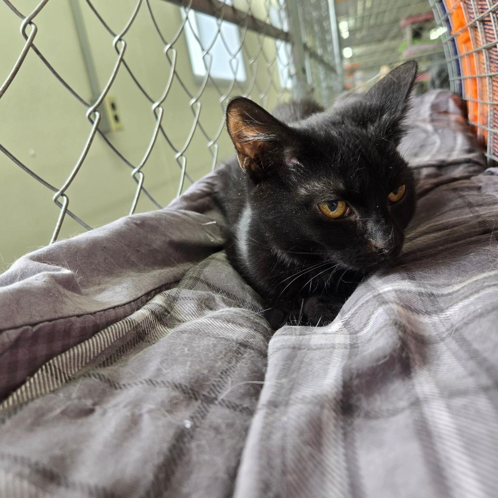 Enlarge Kiri, a Adoptable Domestic Short Hair in East Smithfield , PA image 4/6