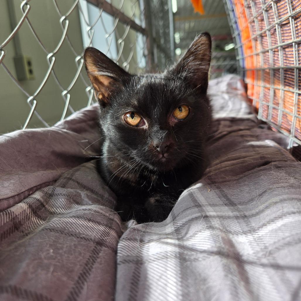 Enlarge Kiri, a Adoptable Domestic Short Hair in East Smithfield , PA image 5/6