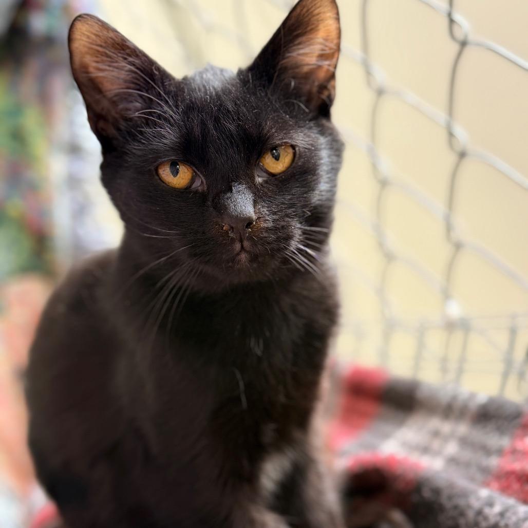 Enlarge Kiri, a Adoptable Domestic Short Hair in East Smithfield , PA image 6/6