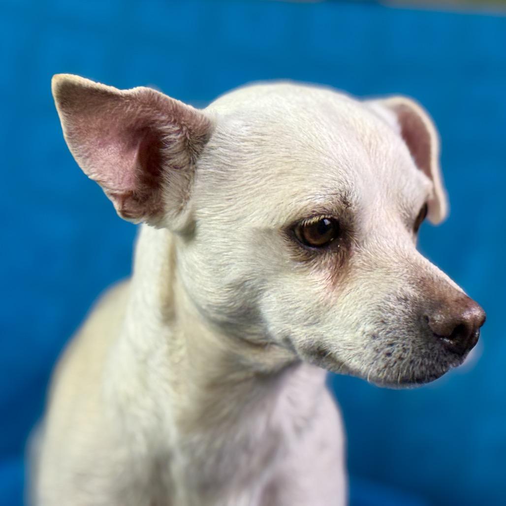 Reese: Gentle, friendly cutie, a ADOPTABLE mixed breed in San Antonio, TX image 5/5