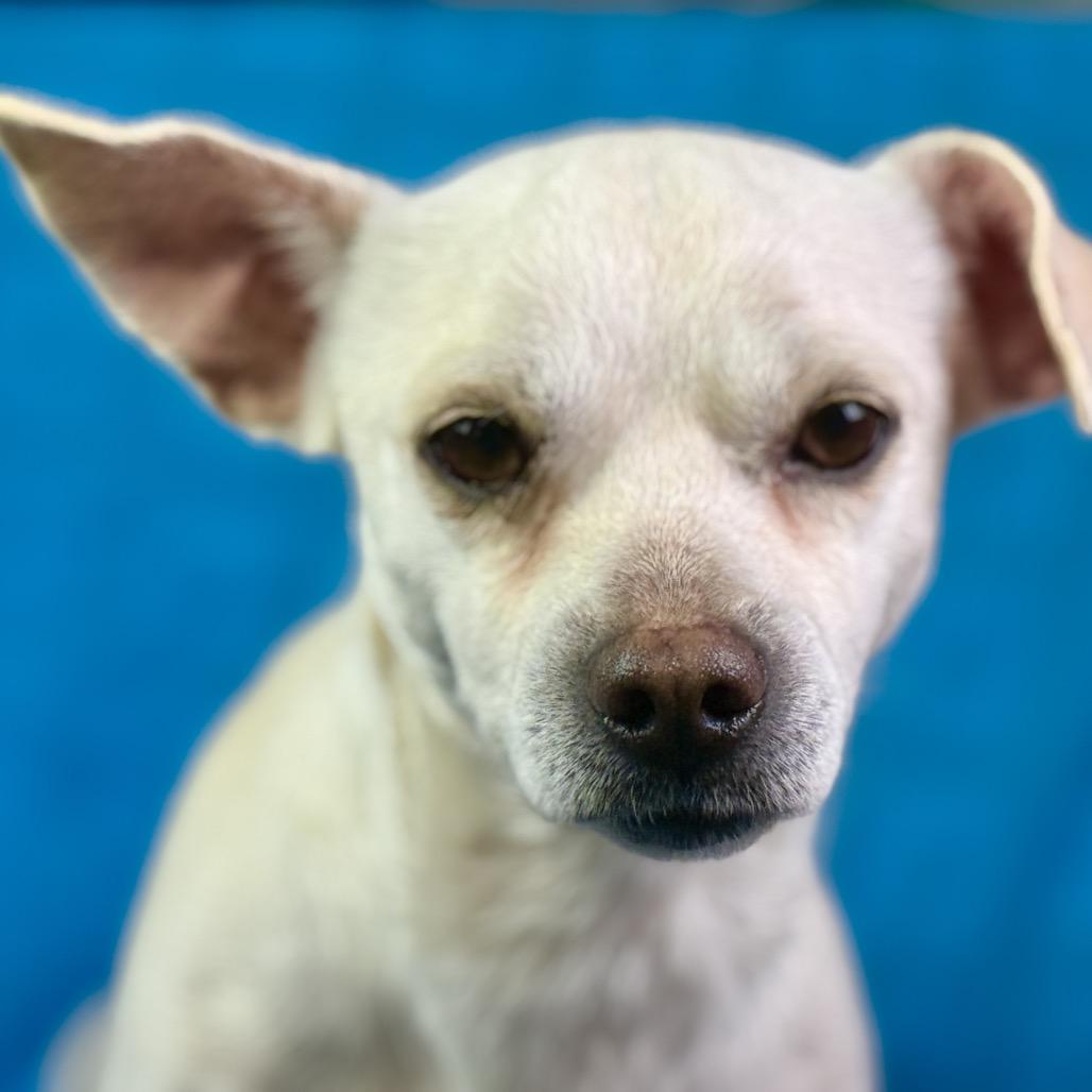 Reese: Gentle, friendly cutie, a ADOPTABLE mixed breed in San Antonio, TX image 3/5