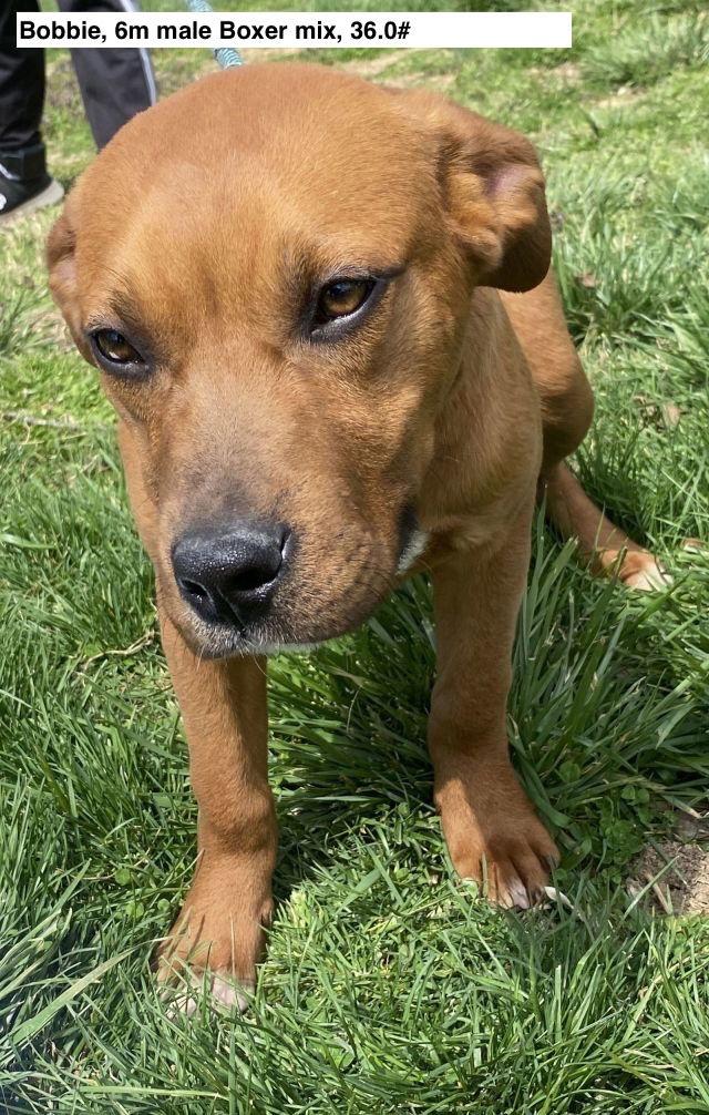 Enlarge Bobbie, a Adoptable Boxer in Sparta, TN image 1/3