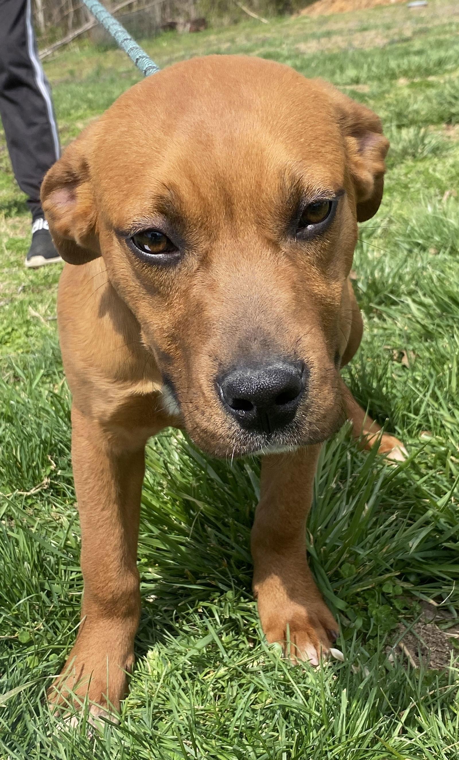 Enlarge Bobbie, a Adoptable Boxer in Sparta, TN image 2/3