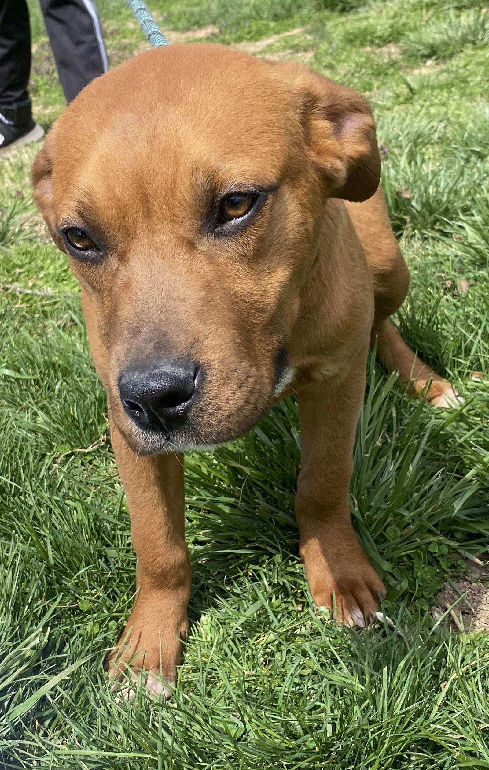 Enlarge Bobbie, a Adoptable Boxer in Sparta, TN image 3/3
