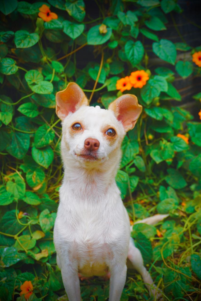 Norie, Adoptable, Young Female Chihuahua.