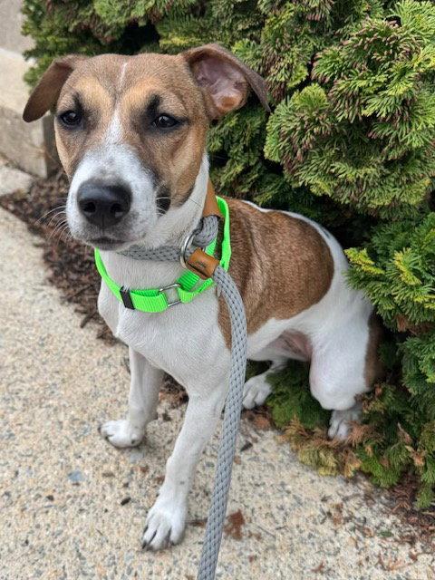 Angel, Adoptable, Young Female Jack Russell Terrier.