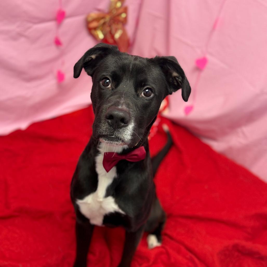 Enlarge Ranger, a Adoptable mixed breed in Watertown, NY image 1/6