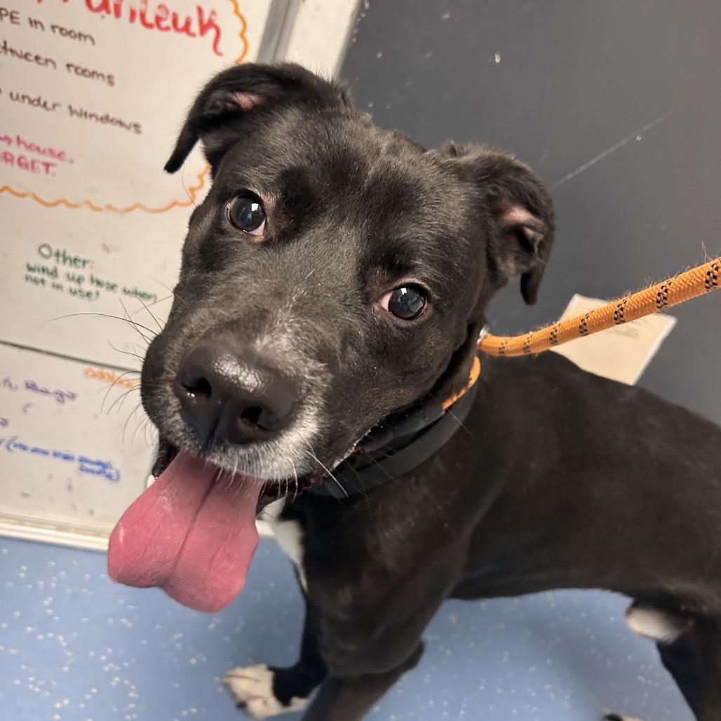 Enlarge Ranger, a Adoptable mixed breed in Watertown, NY image 2/6