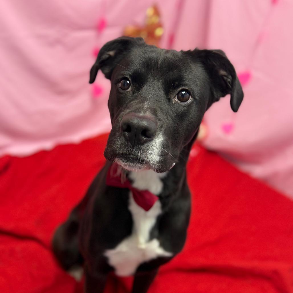 Enlarge Ranger, a Adoptable mixed breed in Watertown, NY image 3/6