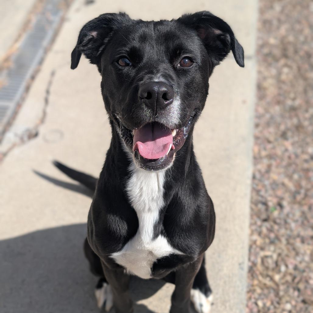 Enlarge Ranger, a Adoptable mixed breed in Watertown, NY image 6/6