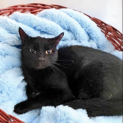 Mavis, a Adoptable mixed breed in Camano Island, WA image 2/2