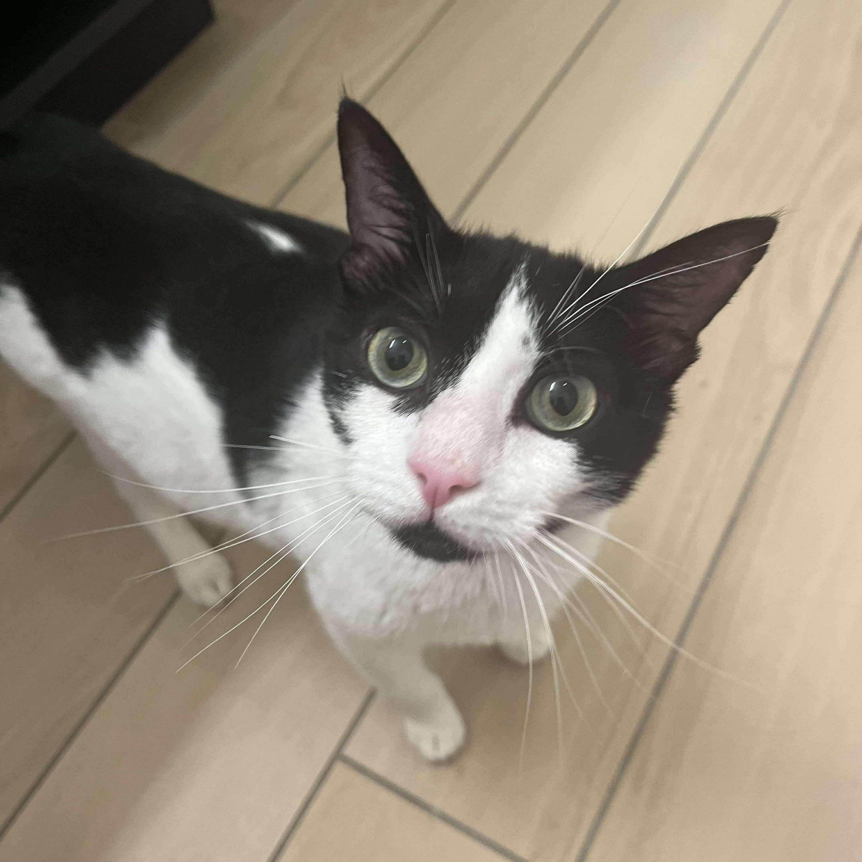 Mila, a Adoptable Domestic Short Hair in Hartford, CT image 2/5