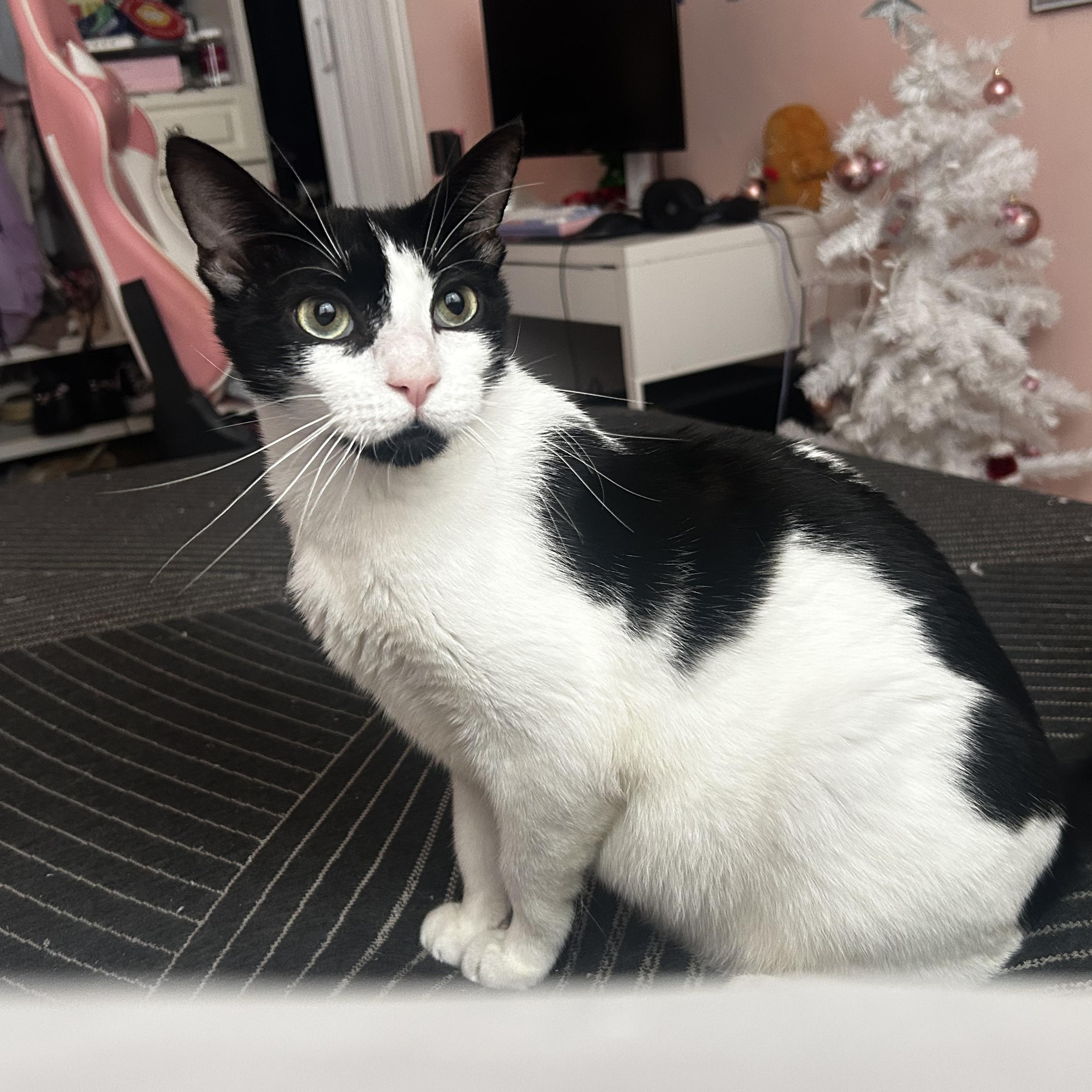 Mila, Adoptable, Young Female Tuxedo.