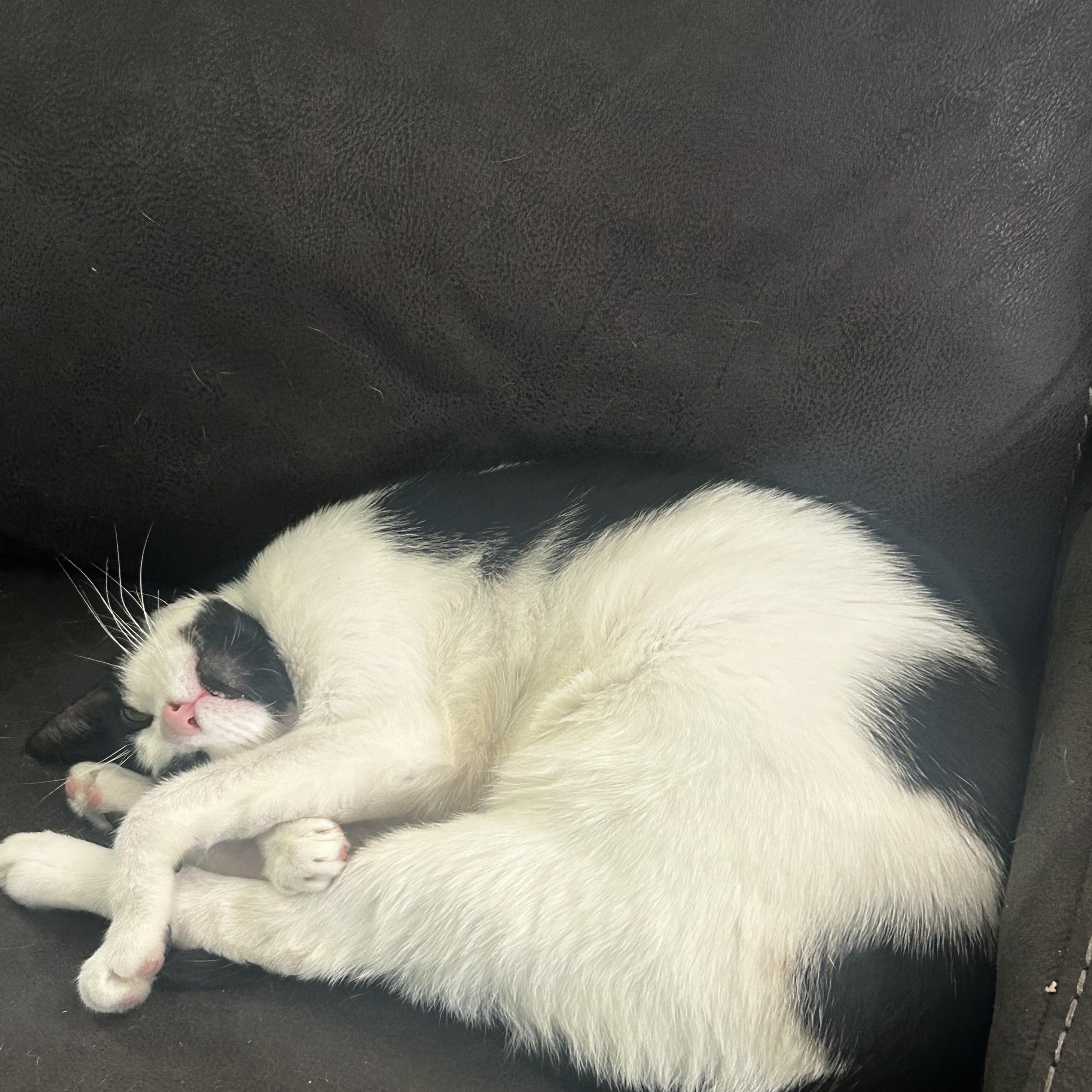 Mila, a Adoptable Tuxedo in Boston, MA image 5/6