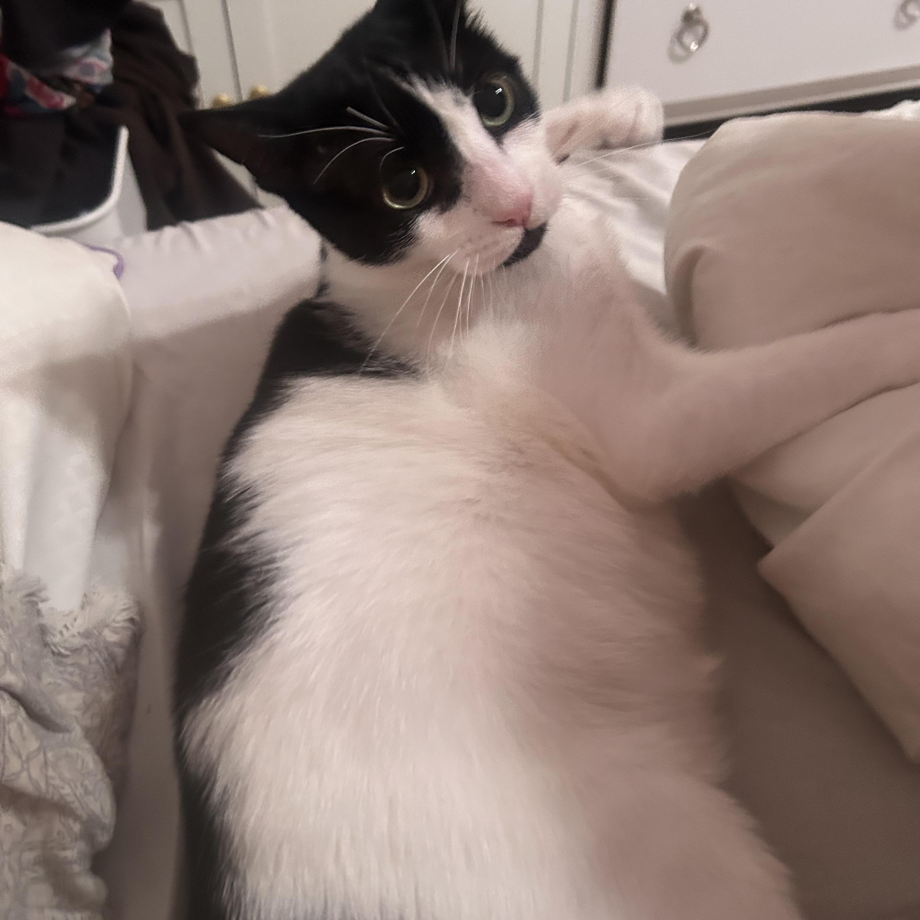 Mila, a Adoptable Tuxedo in Boston, MA image 4/6