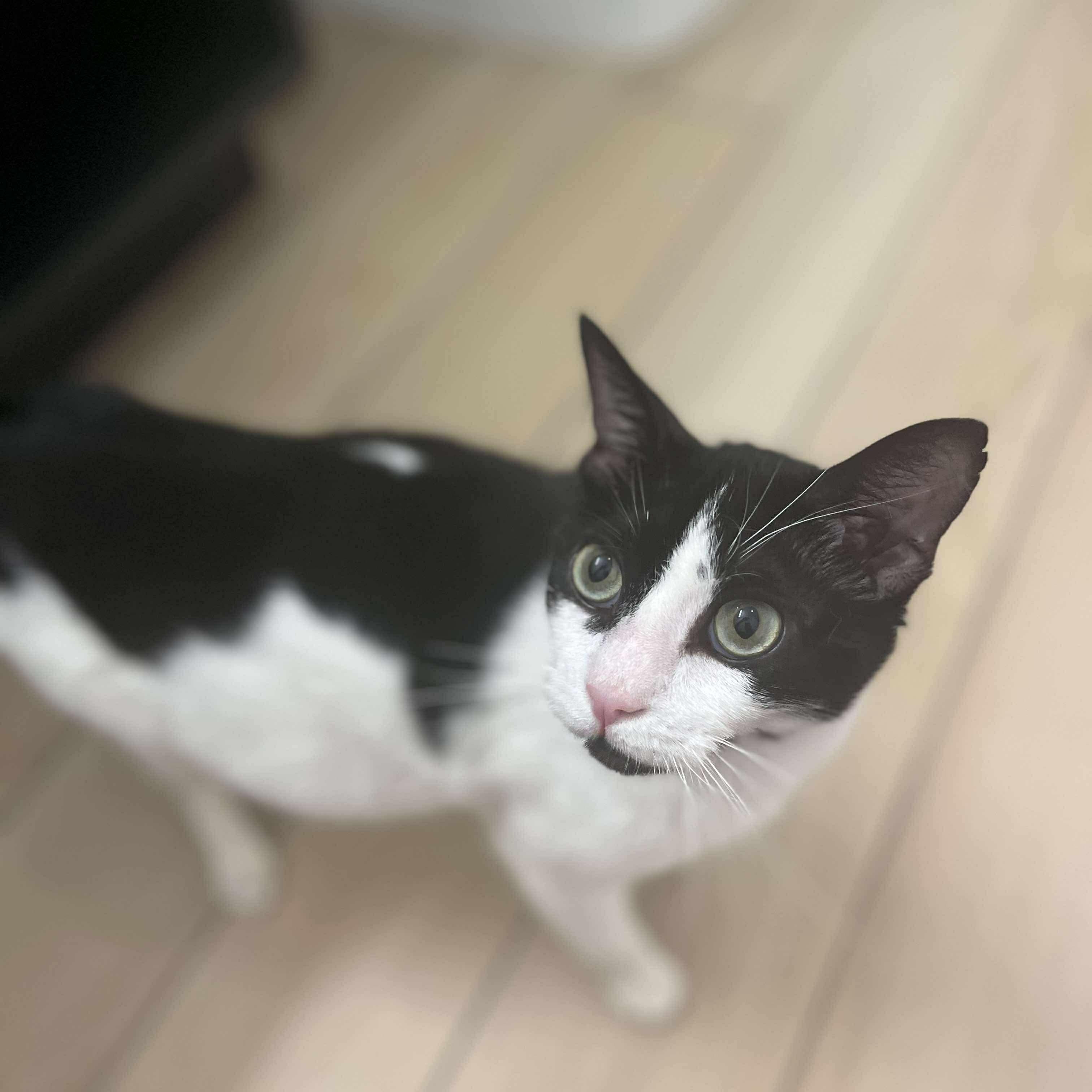 Mila, a Adoptable Domestic Short Hair in Hartford, CT image 4/5