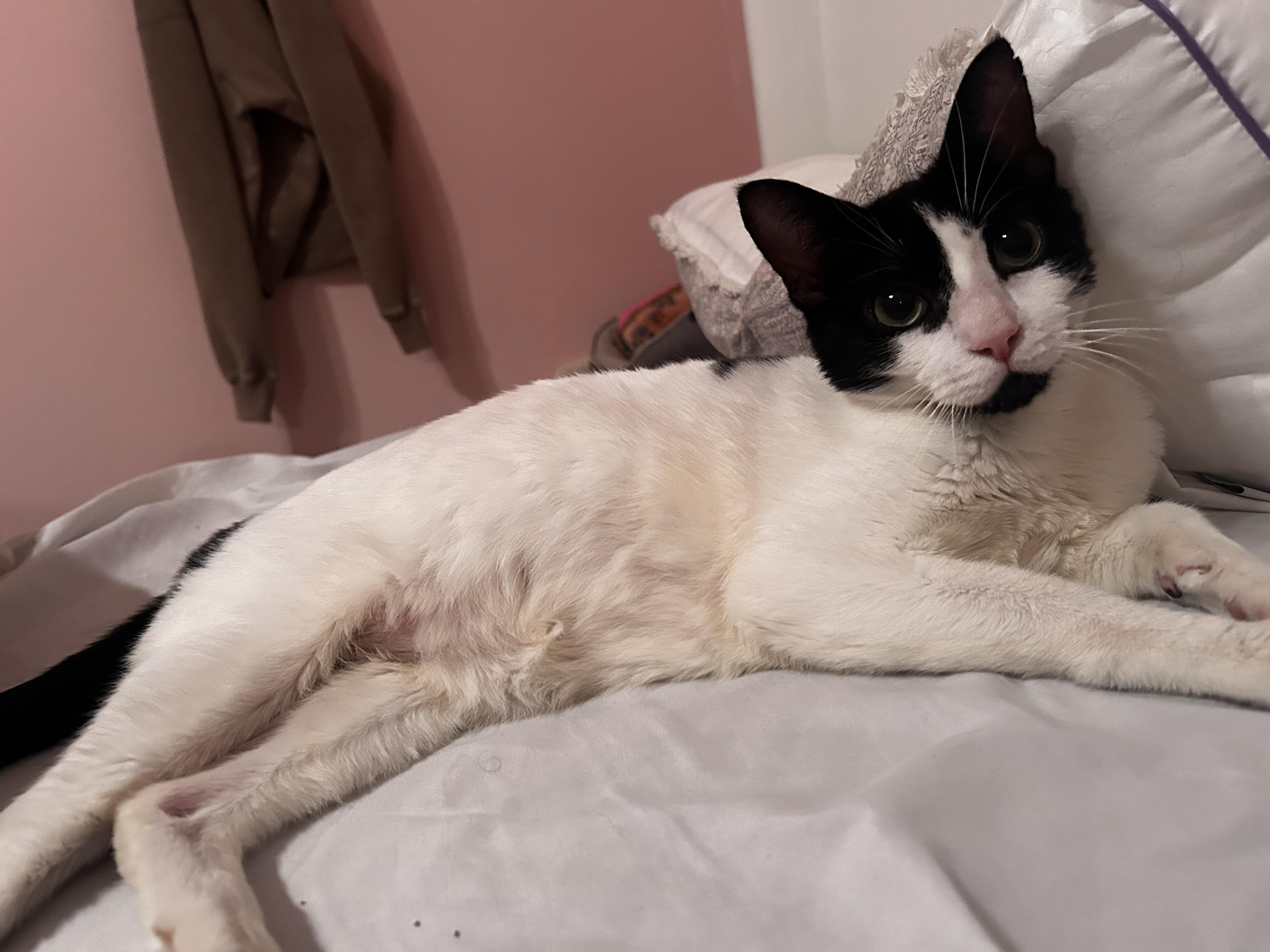 Mila, a Adoptable Domestic Short Hair in Hartford, CT image 3/5