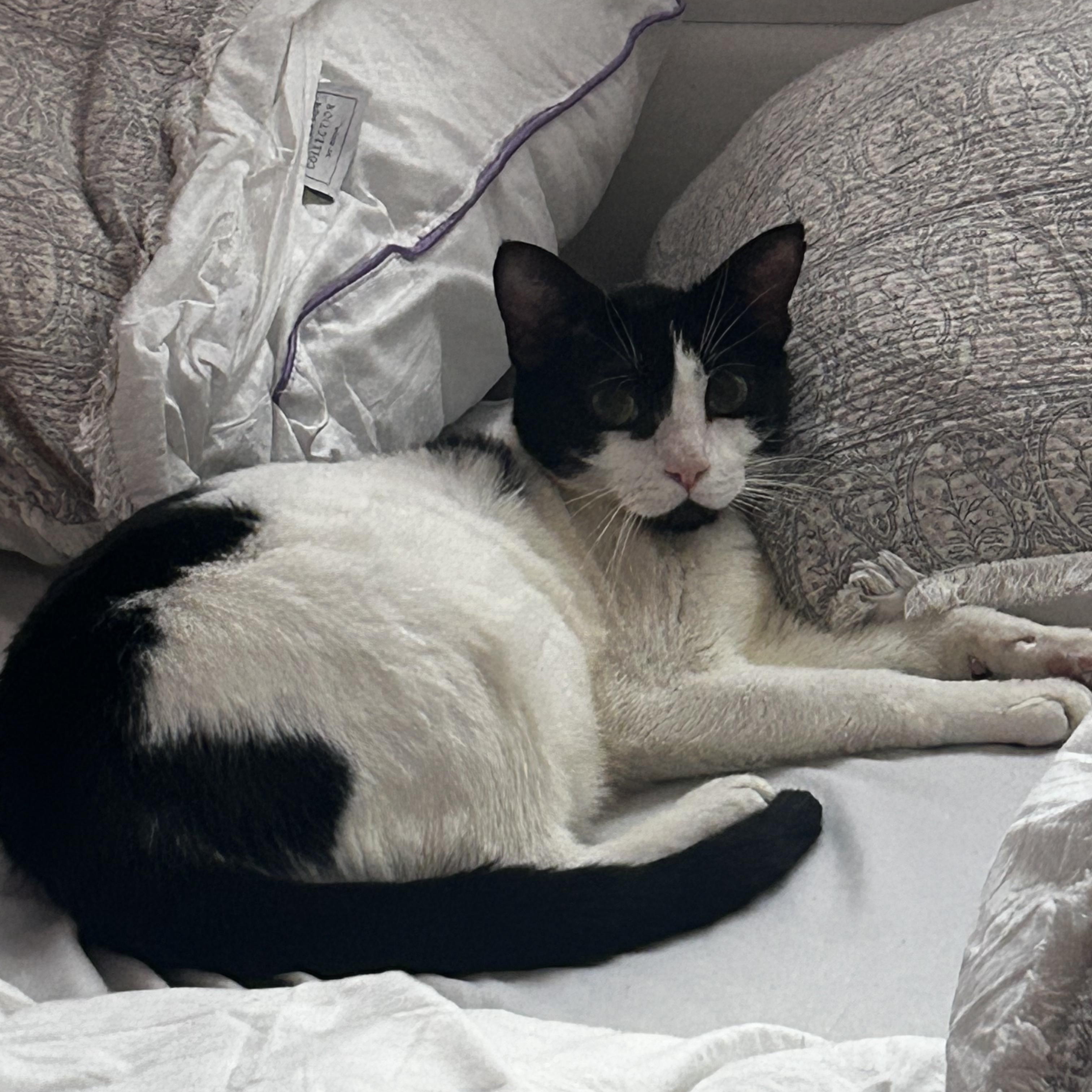 Mila, Adoptable, Young Female Domestic Short Hair.