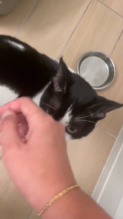 Enlarge Mila, a Adoptable Domestic Short Hair in Hartford, CT video 5/5