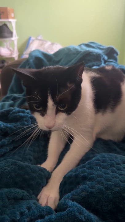 Enlarge Mila, a Adoptable Tuxedo in Boston, MA video 6/6