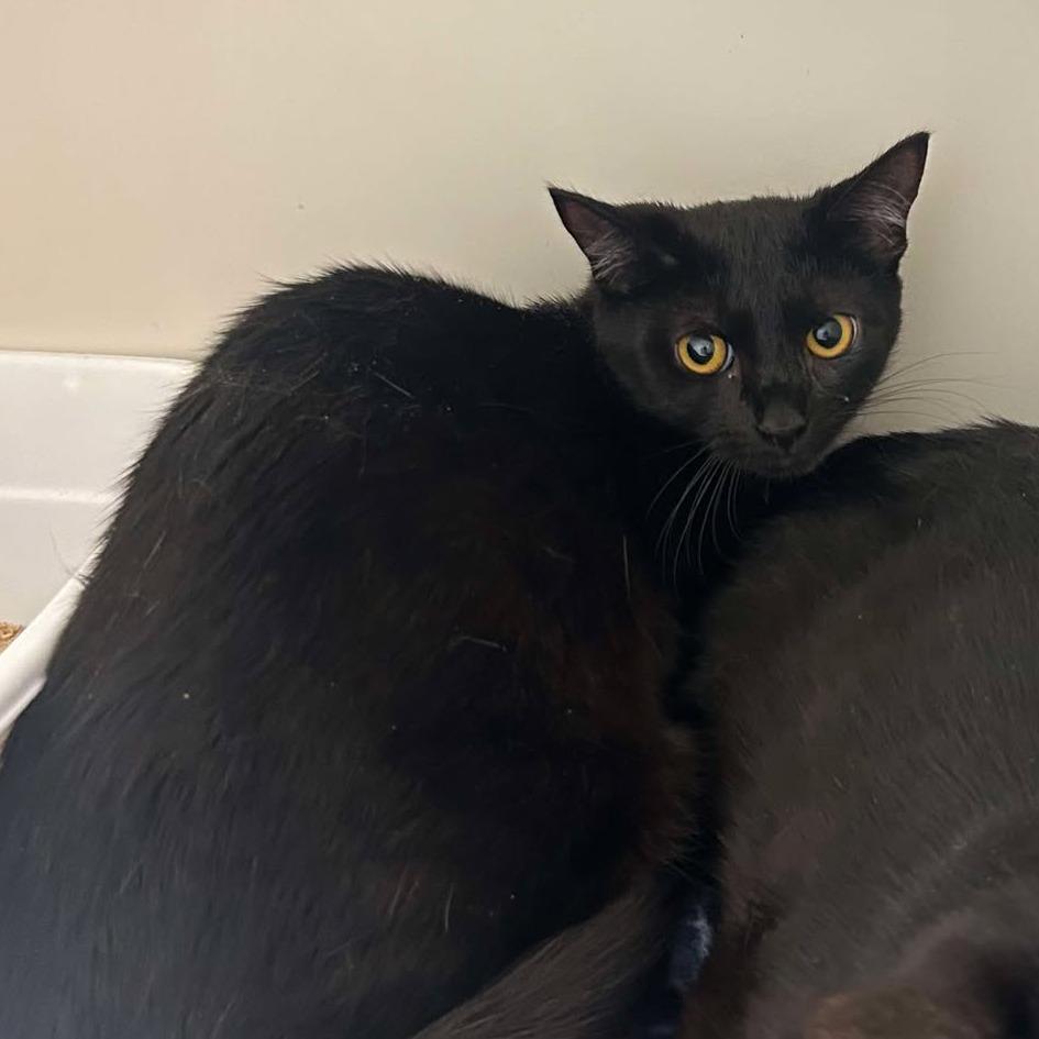 Java, Adoptable, Adult Female Domestic Short Hair.