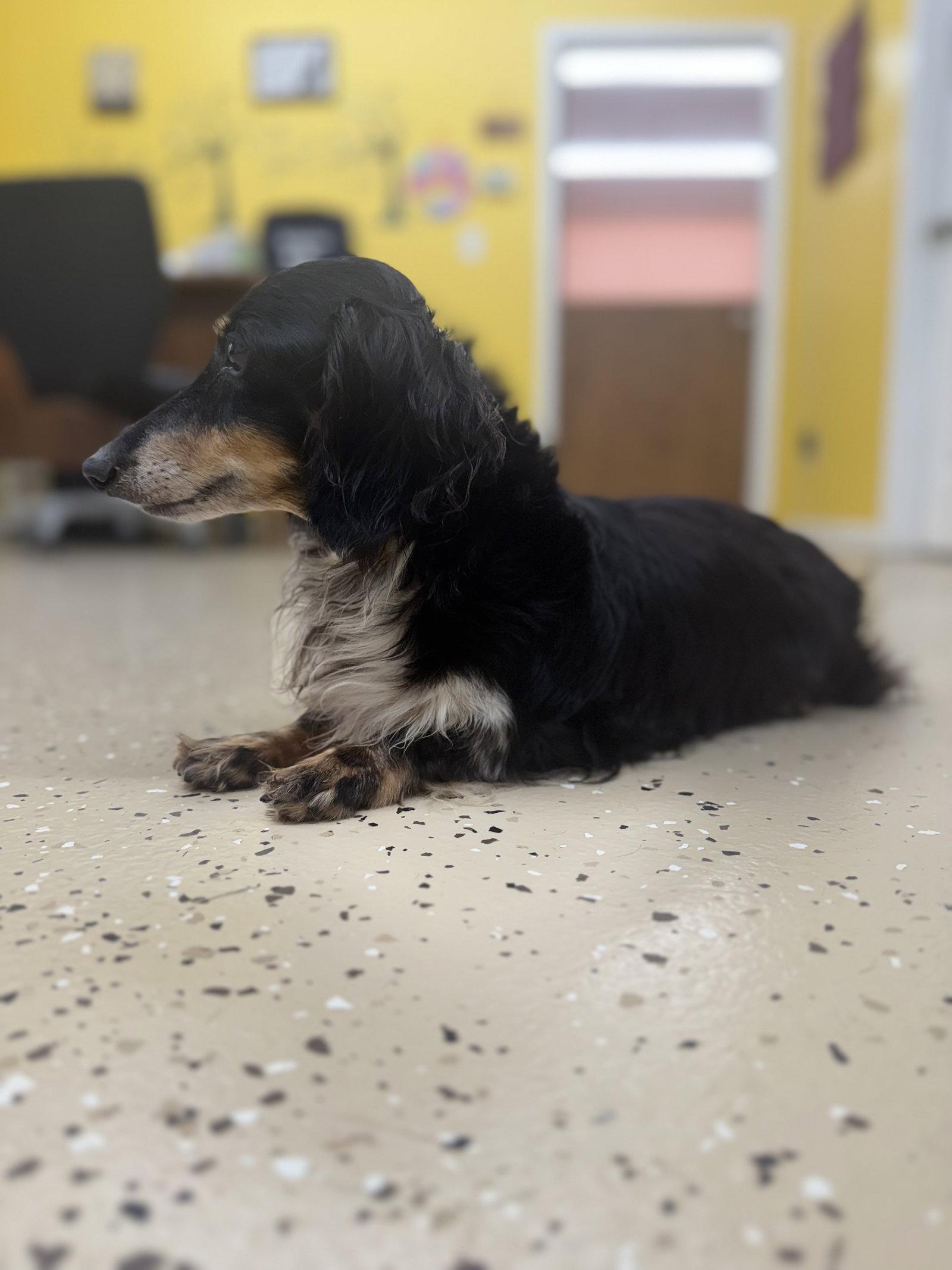 Enlarge Zoey, a Adopted Dachshund in York, SC image 1/3