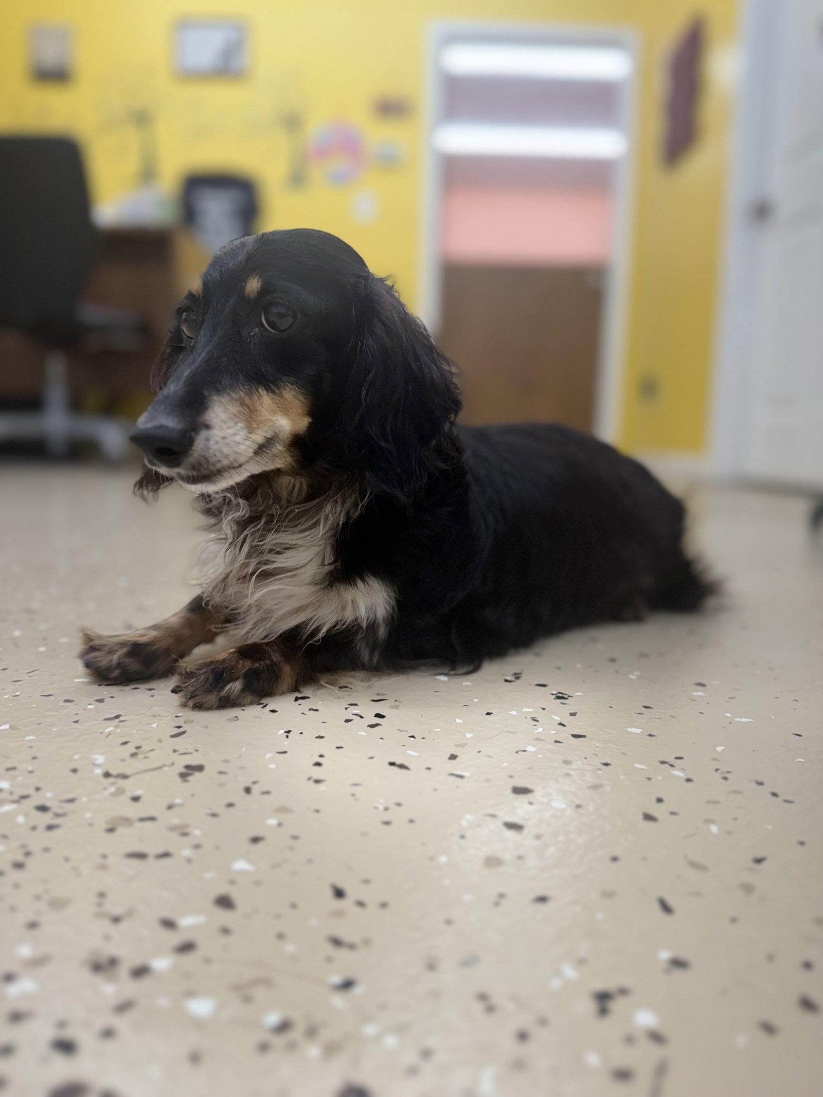 Enlarge Zoey, a Adopted Dachshund in York, SC image 2/3