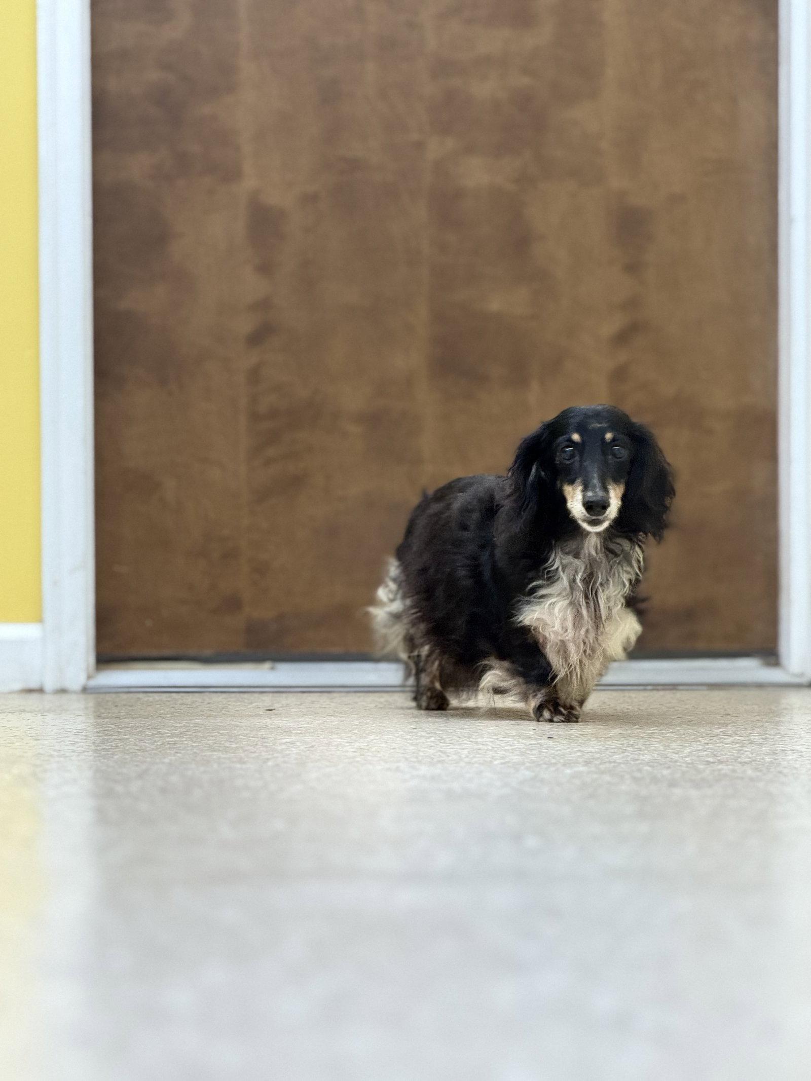 Enlarge Zoey, a Adopted Dachshund in York, SC image 3/3
